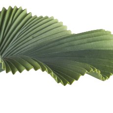 Ray palm x7, 100cm, green, in plastic pot 19.5x17.5cm black
