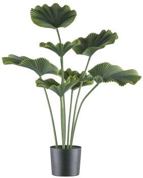 Ray palm x7, 100cm, green, in plastic pot 19.5x17.5cm black