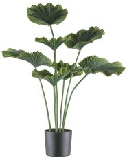Ray palm x7, 100cm green, in plastic pot 19,5x17,5cm black
