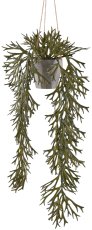 Antler fern x4, 70cm, olive green, in plastic hanging pot grey 10.5x10.5cm