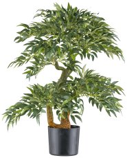 Ruscus Pflanze, 80cm grün im Kunststofftopf 17x14,5cm