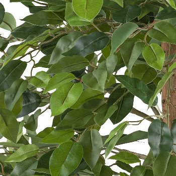 Ficus Benjamina, 85cm, green, 558 leaves, natural stem in plastic pot 15x12.5cm