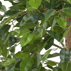 Ficus Benjamina, 85cm, green, 558 leaves, natural stem in plastic pot 15x12.5cm