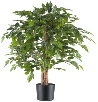 Ficus Benjamina, 85cm, green, 558 leaves, natural stem in plastic pot 15x12.5cm