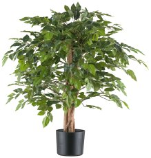 Ficus Benjamina, 85cm grün 558 Bl., Naturstamm im Kunststofftopf 15x12,5cm