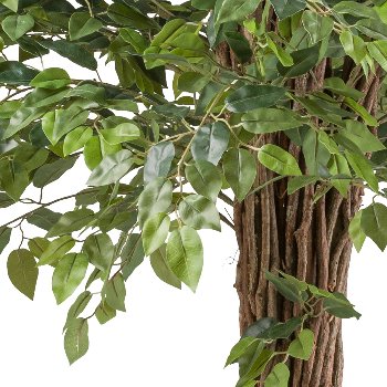 Ficus Benjamina 175cm grün Lianenstamm im Kunststofftopf 19x17cm