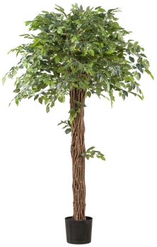 Ficus Benjamina 175cm grün Lianenstamm im Kunststofftopf 19x17cm
