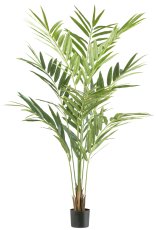 Phoenix palm x9, 190cm green 180 leaves, in plastic pot 17x14.5cm