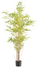 Miniblatt-Bambus x6, ca 150cm, 1392 Blätter, Naturstamm im Kunststofftopf 15x13cm