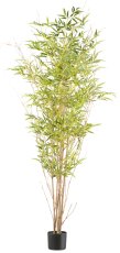 Mini leaf bamboo x6, approx. 185cm, 1872 leaves, natural stem in plastic pot 15x13cm