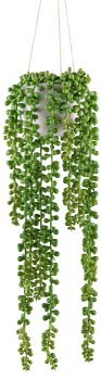 Sedum Hängeampel x12, grün ca 50/80cm in Zementtopf 10,5x8cm grau
