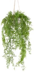 Moss fern hanging basket x9, green, ca 60/90cm in cement pot 10.5x8cm grey