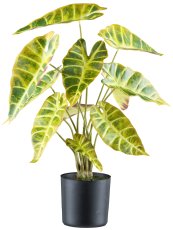 Alocasia longiloba x12,ca 54cm green-yellow, in plastic pot 12x11.5cm black