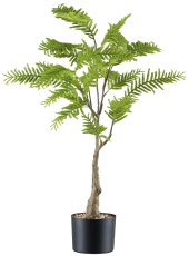 Shield fern, approx. 90cm green, in plastic pot 15x12cm black, with gravel