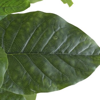 Ficus petiolaris, ca 85cm, grün, im Kunststofftopf 15x12cm schwarz, mit Kies