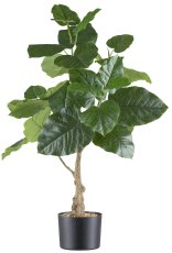 Ficus petiolaris, ca 85cm, grün, im Kunststofftopf 15x12cm schwarz, mit Kies
