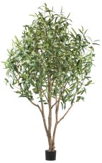 Ficus Longifolia 260cm grün Naturstamm, UV-beständig im Kunststofftopf 18x16cm