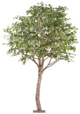 Ficus Benjamina, natural trunk 100x10cm, plastic on metal plate 30x30cm