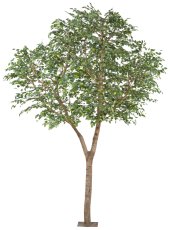 Ficus Benjamina, natural trunk 110x10cm, plastic on metal plate 30x30cm