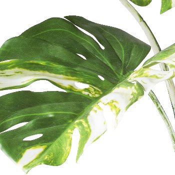 Monstera deliciosa variegata x11, 160cm green-white, in plastic pot 17x14.5cm