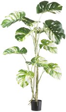 Monstera deliciosa variegata x11, 160cm green-white, in plastic pot 17x14.5cm