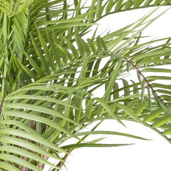 Macauba palm, approx. 175cm, green, in plastic pot 19x17cm