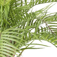 Macauba palm, approx. 175cm, green, in plastic pot 19x17cm