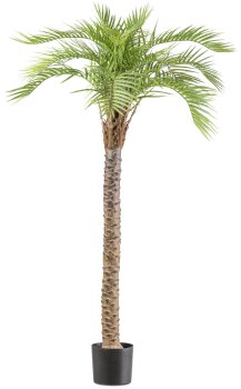 Macauba palm, approx. 175cm, green, in plastic pot 19x17cm