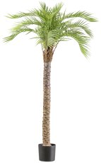 Macauba palm, approx. 175cm green in plastic pot 19x17cm