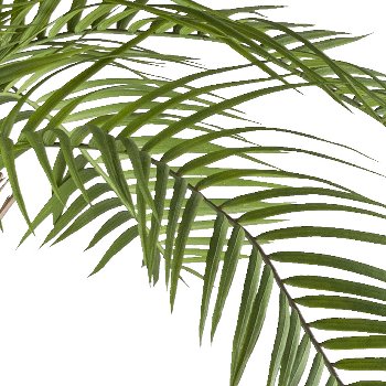 Macauba-Palme, ca 235cm grün im Kunststofftopf 28x25cm