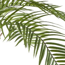 Macauba-Palme, ca 235cm grün im Kunststofftopf 28x25cm