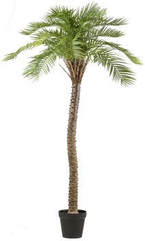 Macauba-Palme, ca 235cm grün im Kunststofftopf 28x25cm