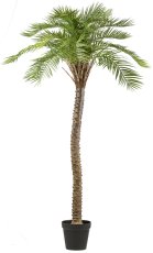 Macauba palm, approx. 235cm green in plastic pot 28x25cm