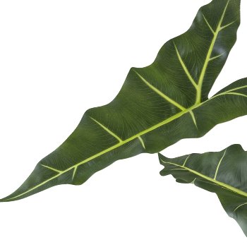 Alocasia zebrina Sarian x7, 100cm grün im Kunststofftopf 14x13cm