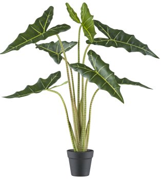 Alocasia zebrina Sarian x7, 100cm grün im Kunststofftopf 14x13cm