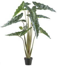 Alocasia zebrina Sarian x11 130cm green in plastic pot 17x14cm