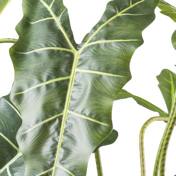 Alocasia zebrina Sarian x13, 160cm green in plastic pot 19x17cm