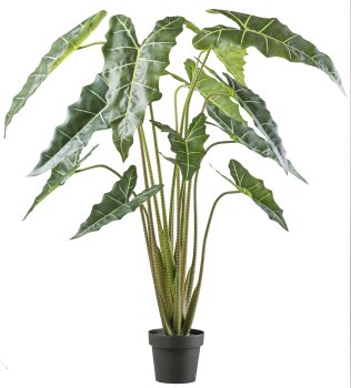 Alocasia zebrina Sarian x13, 160cm green in plastic pot 19x17cm