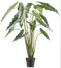 Alocasia zebrina Sarian x13 160cm green in plastic pot 19x17cm