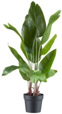 Strelitzia nicolai x14, 70cm grün im Kunststofftopf 15x13cm mit Kies