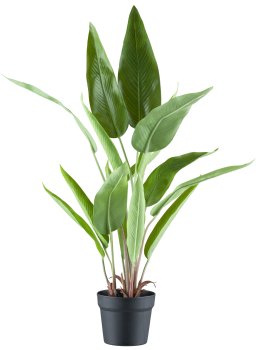 Strelitzia reginae x14, 80cm, green in plastic pot 15x13cm with gravel