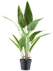 Strelitzia reginae x14, 80cm green in plastic pot 15x13cm with gravel