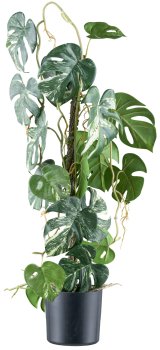 Splitphilodendron varigata x20, 66cm, green-white in plastic pot 12.5x11.5cm with