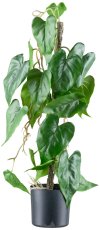 Anthurium andreanum x20, 66cm green-white in plastic pot 12,5x11,5cm with soil