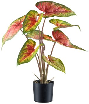 Caladium red flash x8, 55cm grünrot, im Kunststofftopf 12,5x11,5cm mit Erde