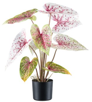 Caladium Miss Muffet x8, 55cm light green-red, in plastic pot 12.5x11.5cm with soil