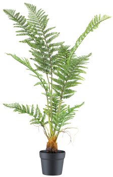 Pteris tremula Farn x9,100cm grün, im Kunststofftopf 14.5x13cm schwarz
