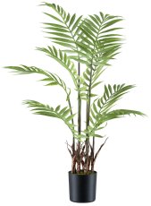 Areca palm x8, 70cm, green in plastic pot 10x10cm