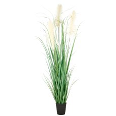 Pampas grass x3, 180cm in plastic pot 18x19.5cm