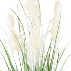 Pampas grass x4, approx. 210cm in plastic pot 21.5x22.5cm